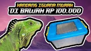 Merupakan iguana yang tergolong percampuran antara iguana albino dan iguana biru. Cara Bikin Kandang Iguana Sederhana Dan Murah Youtube