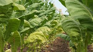 Cel de fabrica este ambalat la galetii de 1. Cum AratÄƒ O PlantÄƒ De Tutun Fotografie Descrierea Fructelor È™i A Frunzelor Totul Despre Fumatul Tutunului Alte Domenii De Aplicare A Acesteia