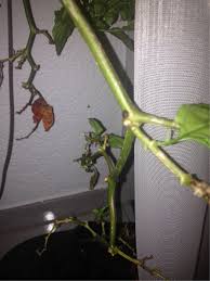 We did not find results for: How Can I Get Rid Of Fungus On My Pepper Plants Gardening Landscaping Stack Exchange