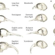It has a slim body with short beak, and has a huge, rather bulging circles of bare flesh around the eyes (which give these. Pigeon Craniofacial Shape Morphospace Results Of The Pca Showing The Download Scientific Diagram