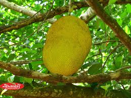 Check spelling or type a new query. New Arrival Cheerakuzhy Group Of Nurseries Farm Facebook