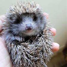 Gerne nehmen sie laubburgen als winterquartier in unseren gärten in anspruch. Igel Gefunden Was Tun Ratgeber Und Publikationen Unsere Geschichten Vier Pfoten In Osterreich