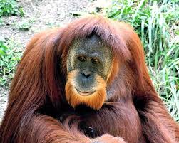 Awesome Guy Orangutan Sumatran Orangutan Animals