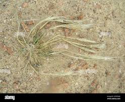 Image result for Stipagrostis