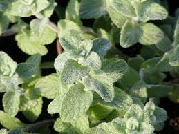 Image result for Origanum