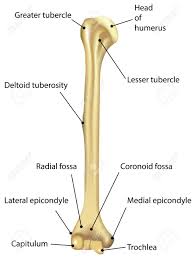 How many of these structures do you recognize from the previous sections? Humerus Labeled Diagram Royalty Free Cliparts Vectors And Stock Illustration Image 31325811