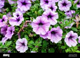 Image result for Petunia axillaris