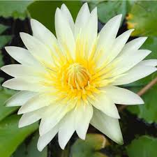 Image result for Nymphaea sulphurea