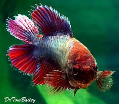 Premium Unique Rare Natural Twin Tail Female Betta Fish 1 To 1 5 Long In 2020 Betta Fish Fish Betta