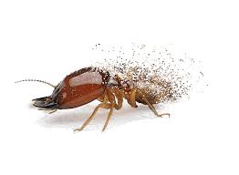 34 adp jobs available in augusta, ga on indeed.com. Termite Control Protection Services Future Services Inc