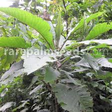 Image result for Vernonia zambiana