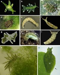 Image result for Isoglossa vulcanicola