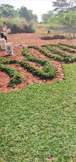 Rumput gajah mini murah harga petani jual permeter 1mx1m belum pasang. Jual Rumput Gajah Mini Harga Petani Konstruksi Dan Taman 796154484