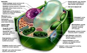 Oval shaped cells in a leaf which contain the green chemical are: Plant Cell Accessscience From Mcgraw Hill Education