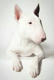 blanc bullterriers mini bull terriers bull terrier miniature bull terrier