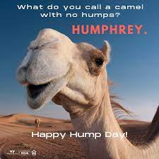 Two camels are walking through the desert. White Eagle Cu On Twitter For Your Wednesday Chuckle What Do You Call A Camel With No Humps Humphrey Happy Hump Day Make The Rest Of The Week Great Https T Co Bdxgaspajn