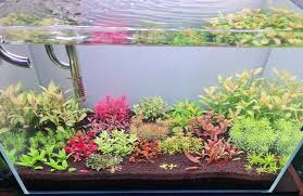 Image result for Floscopa sp.no.1