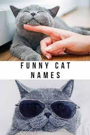 Funny Cat Names 150 Hilarious Ideas For Naming Your Kitty Funny Cat Names Cat Names Funny Cats