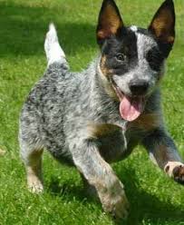 1 of 4 male puppies available. Kelpie Cross Blue Heeler Puppies Sale Off 68 Www Usushimd Com