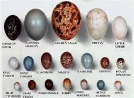 Garden Bird Birds And Their Eggs Pictures Bird Eggs Bird Eggs Bird Egg Identification Wild Birds