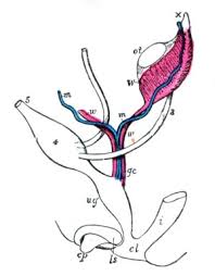 Check spelling or type a new query. Embryologie Des Urogenitaltraktes Entwicklung Der Nieren