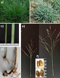 Image result for Panicum coloratum