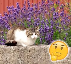 Das Grosse Duft Spezial Was Katzen Gerne Riechen Welche Geruche Sie Verjagen Cat News Net Katzen Was Katzen Nicht Mogen Katzen Spielzeug