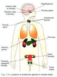 sense organs and endocrine system of human body with diagram