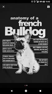 Pin By Pauline Mocka On Funny Frenchie Frenchie Bulldog Bulldog Bulldog Puppies