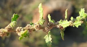 Image result for Dysphania carinata