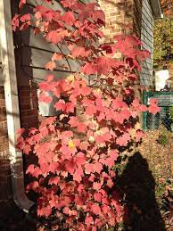 The most drought tolerant alder evaluated in ndsu trials. Viburnum Acerfolium Fall Viburnum Shrubs For Landscaping Low Growing Shrubs