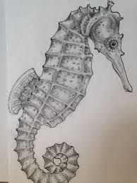 Colored pencil drawing of seahorse, closeup. Pencil And Ink Drawing Of A Seahorse Created By Pamela Sea Horses Illustration Seahorse Drawing Animal Drawings