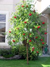 Showy Mountain Ash Small Trees For Garden Garden Yard Ideas Flowering Trees