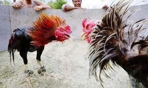 We did not find results for: 7 Pukulan Ayam Bangkok Paling Ditakuti Ayambangkok Org 2021
