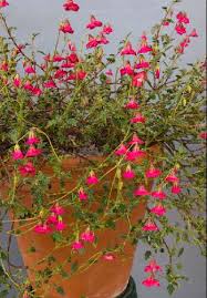 Image result for Hermannia