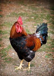 Crow rooster collars instructions for use before using this product you should carefully inspect your rooster's environment for anything that he may hook his collar on. The Unexpected Death Of Our Rooster