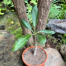 Image result for Dorstenia cuspidata