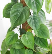 Image result for Filodendron Philodendron