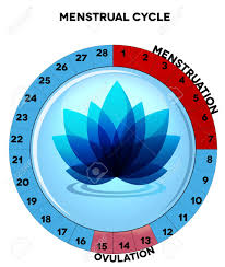 Menstrual Cycle Chart Average Twenty Eight Menstrual Cycle Days