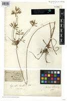 Image result for Cyperus dilatatus