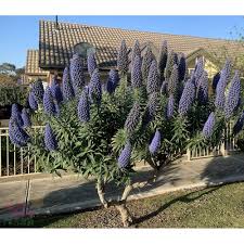 Image result for Exochaenium exiguum