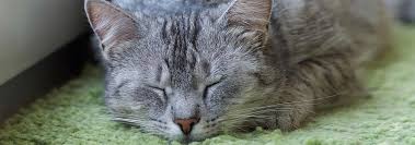 Of all the species, cats tolerate chemotherapy the best.. Cancers Tumors In Cats Hill S Pet