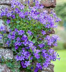 Campanula Portenschlagiana Campanula Portenschlagiana Campanula Flowers Campanula