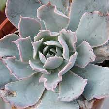 If it happens to rain count that as a watering. Echeveria Blue Heron Echeveria Succulents Cactus And Succulents