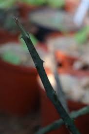 Image result for Ceropegia mirabilis