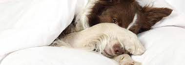 Why Does My Dog Cover Their Face