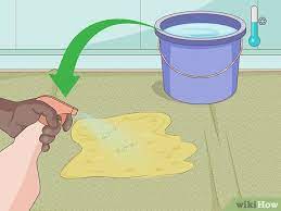 How To Clean Pet Vomit From Carpet (With Pictures) - Wikihow