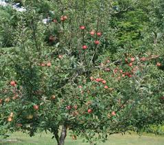 Does not perform on dry sand sites. Food Plot Fruit Trees