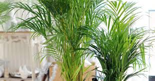 These all help the tree stay green and grow properly. Planting And Caring For Golden Cane Palm Mygarden Com
