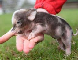 Teacup Pig Full Grown Cute Animal Photos Cute Animals Cute Baby Animals